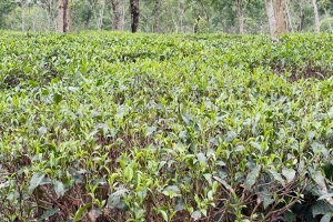 জেগেছে চা বাগান, এসেছে নতুন কুঁড়ি