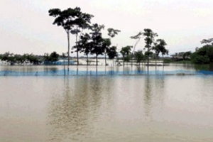 বানের পানিতে ভেসে গেছে ২০ কোটি টাকার মাছ