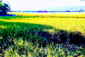 গোয়াইনঘাটে আমনের বাম্পার ফলন