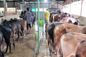 মৌলভীবাজারে প্রস্তুত ৮৫ হাজার কোরবানীর পশু