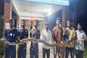 রাস্তা পার হতে গিয়ে ধরা পড়ল ১২ ফুটের অজগর, পরে বনে অবমুক্ত রাস্তা পার হতে গিয়ে ধরা পড়ল ১২ ফুটের অজগর, পরে বনে অবমুক্ত