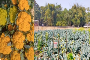 হলুদ রঙের ফুলকপি চাষে সফল কৃষকরা