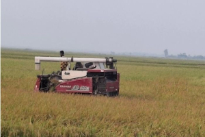 হাজার কোটি টাকার ক্ষতি ঠেকাতে হাওরে আসছে নতুন ধানের জাত হাজার কোটি টাকার ক্ষতি ঠেকাতে হাওরে আসছে নতুন ধানের জাত
