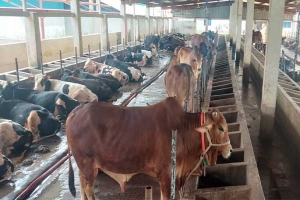 বাড়তি খরচ আর ভারতীয় গরু নিয়ে দুশ্চিন্তায় খামারীরা