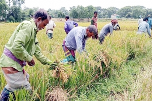 বন্যা আতঙ্কে দ্রুত ধান কাটছেন কৃষকরা