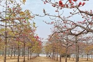ফাগুনের আগুনরঙে সেজেছে শিমুল বাগান