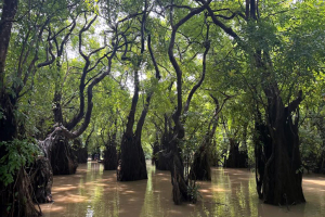 নৈসর্গিক সৌন্দর্যের স্বর্গরাজ্য রাতারগুল
