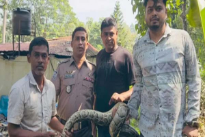 শ্রীমঙ্গলে দেয়ালের ওপর থেকে অজগর উদ্ধার