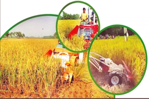 হবিগঞ্জে গোলায় উঠছে ৮৫ শতাংশ ধান