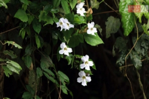 প্রকৃতির সুস্থতার ঘোষক ‘নীল বনলতা’