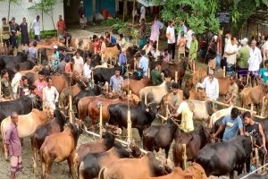 বিশ্বনাথে জমজমাট পশুর হাট, চলছে ক্রেতা-বিক্রেতার দর-কষাকষি