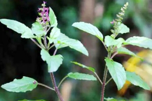 মাত্র কয়েকটি তুলসি পাতা চিবিয়ে খেলে
