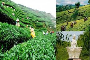 চায়ের দেশে তুলনামূলকভাবে কমছে পর্যটক