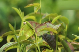 তীব্র খরায় চা বাগানে দেখা দিচ্ছে রোগের প্রকোপ