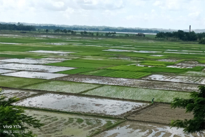 গোয়াইনঘাটের মাঠজুড়ে এখন আমন ধান রোপনের ব্যস্ততা