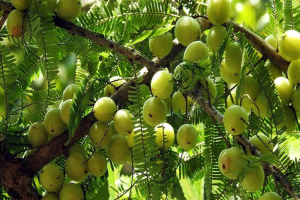 ত্বক ও চুলের সমস্যা সমাধানে আমলকী