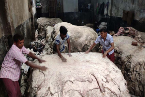সিলেটে এক লাখ ১২ হাজার কোরবানির পশুর কাঁচা চামড়া সংরক্ষণ