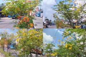 ব্যস্ত সড়কের বিভাজকে ফুলের বাগান, সৌন্দর্যে মুগ্ধ পথচারীরা ব্যস্ত সড়কের বিভাজকে ফুলের বাগান, সৌন্দর্যে মুগ্ধ পথচারীরা