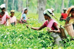  সিলেটে কমেছে চা উৎপাদন