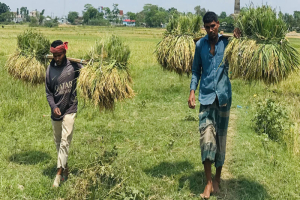 আকস্মিক বন্যার শঙ্কায় সিলেটের হাওরাঞ্চলে আতঙ্ক, আধাপাকা ধান কাটতে ব্যস্ত কৃষকরা