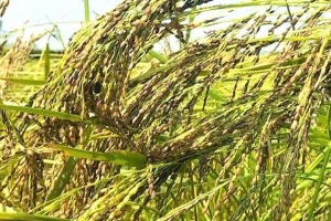  লাখাইয়ে কদর বাড়ছে ‘জামাই আদর চাল’ তুলশীমালার