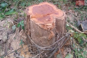 লাউয়াছড়া থেকে সেগুন গাছ চুরি