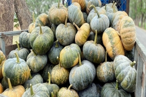 সবজির ন্যায্যমূল্য না পাওয়ায় লোকসানে কৃষক
