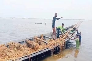 হাওরে পানি কমায় ভেসে ওঠা ধান কেটে নিয়ে গেলো দুবৃত্তরা