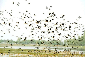 পাখিশূন্য টাঙ্গুয়ার হাওর, শীত এলেও নেই অতিথিরা