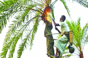 শীতের সকালে খেজুর রসের স্বাদই আলাদা