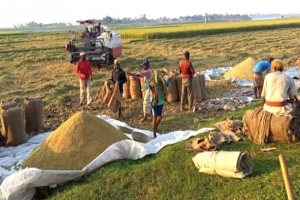  আজমিরীগঞ্জে আমনের বাম্পার ফলন