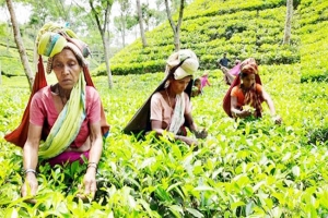 চা-বাগানগুলোতে বৃষ্টির ছোঁয়ায় প্রাণের সঞ্চার