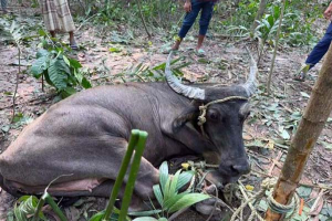 সুনামগঞ্জে চোরাই পথে আনা মহিষের হামলা, আহত ৭ সুনামগঞ্জে চোরাই পথে আনা মহিষের হামলা, আহত ৭