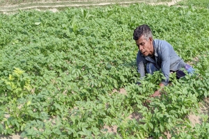 ‘চোর’ উপেক্ষা করে কৃষিতেই স্বপ্ন যে কৃষকের