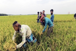 সুনামগঞ্জে ফসল হারানোর শঙ্কায় ১০ লাখ কৃষক