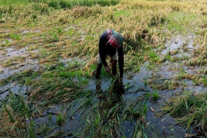 কালচে ধানে ফিরেছে লোকসান, বোরো নিয়ে চরম বিপাকে জগন্নাথপুরের কৃষক কালচে ধানে ফিরেছে লোকসান, বোরো নিয়ে চরম বিপাকে জগন্নাথপুরের কৃষক