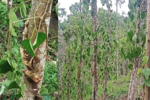মৌলভীবাজারে খাসিয়াদের দখলে ৫০ পানপুঞ্জি’র আড়াই হাজার একর ভুমি