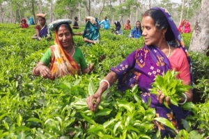 চা বাগানে চা পাতা চয়ন শুরু
