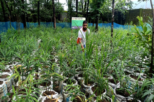 পতিত জমিতে বস্তায় আদা চাষে স্বপ্ন দেখছেন ইউসুফ পতিত জমিতে বস্তায় আদা চাষে স্বপ্ন দেখছেন ইউসুফ