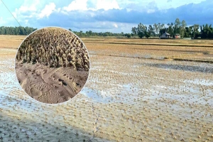 কৃষি জমিতে বালুর স্তূপ, দুশ্চিন্তায় কৃষক