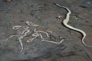 হবিগঞ্জে রাসেল ভাইপার সন্দেহে বাচ্চাসহ ২৯টি সাপ হত্যা