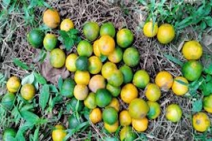 জুড়ীতে কমলা চাষে সফল চাষিরা
