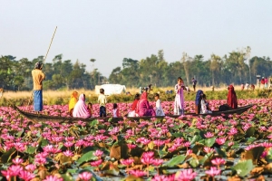 শাপলার রাজ্যে মুগ্ধ পর্যটকরা