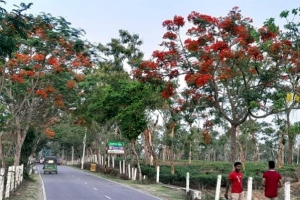 সবুজ চা বাগানে বাড়তি সৌন্দর্য ছড়াচ্ছে কৃষ্ণচূড়া