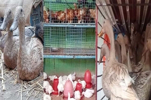 বেড়েছে হাস ও মুরগির দাম