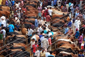 জমে উঠেছে পশুর হাট