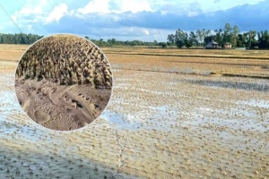 কমলগঞ্জে কৃষি জমিতে বালুর স্তূপ, দুশ্চিন্তায় কৃষক