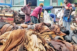 সিলেটে এবার ৭০ হাজার গরুর চামড়া সংগ্রহের টার্গেট