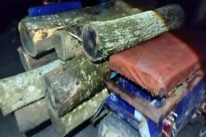 কমলগঞ্জে রাতের আঁধারে চলছে বৃক্ষ নিধন কমলগঞ্জে রাতের আঁধারে চলছে বৃক্ষ নিধন