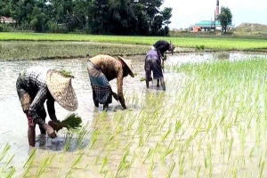 তিন দফা ফসল হারিয়ে ফের ঘুরে দাঁড়ানোর লড়াইয়ে হাওরের কৃষকরা